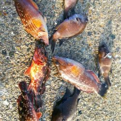 夏の様な釣れ方