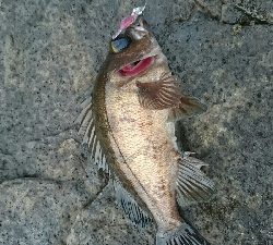 ライトゲーム(*´ω`*)