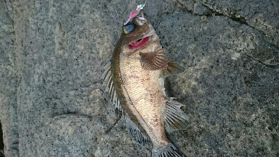 ライトゲーム(*´ω`*)