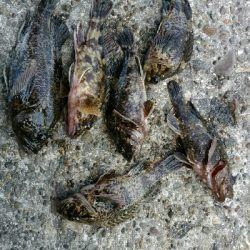 ガシラ君とガシラさん