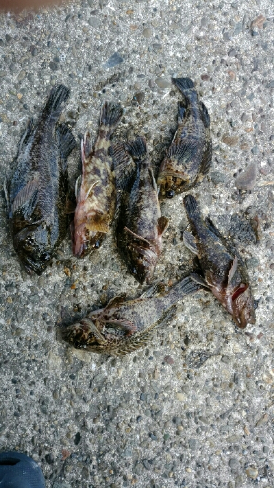 ガシラ君とガシラさん