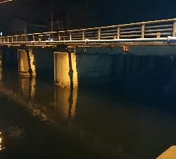 あけおめフィッシュ♪