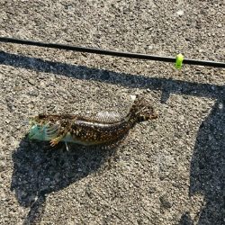 デイライトゲーム