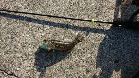 デイライトゲーム