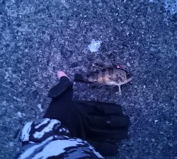 ライトルアーゲーム