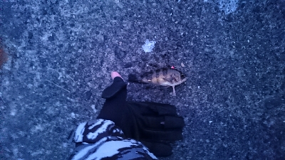 ライトルアーゲーム