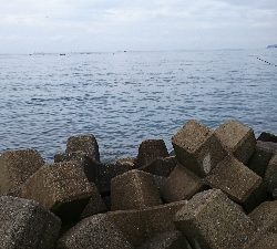 ヒラメのはずが