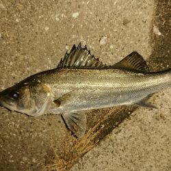 アジはおわり？