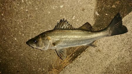 アジはおわり？