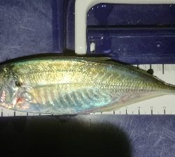 撃沈からアゲアゲまた凹み