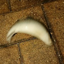 激寒チーバスのみ