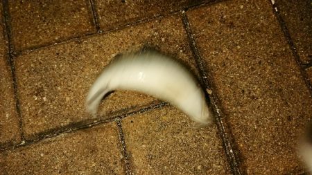 激寒チーバスのみ