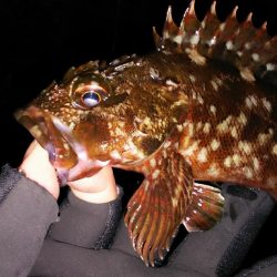 潮は悪いが釣りがしたい！