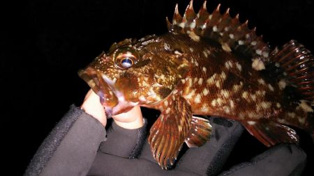 潮は悪いが釣りがしたい！