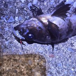 メバルプラッギング！