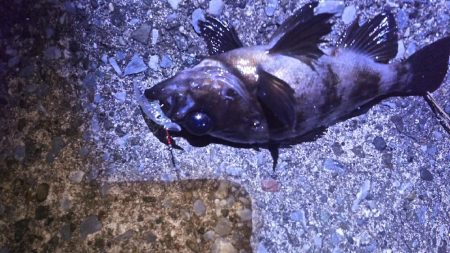 メバルプラッギング！