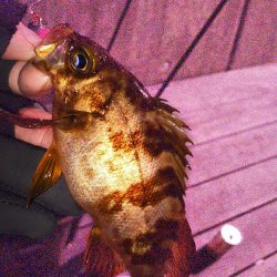 連敗ストップ((o(￣ー￣)o))