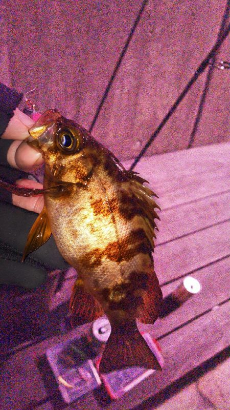 連敗ストップ((o(￣ー￣)o))