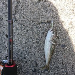 メバリングに来ましたが・・・