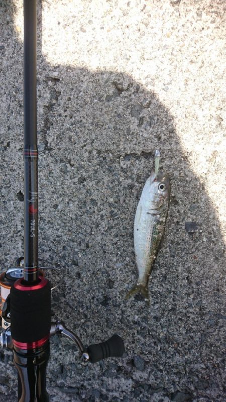 メバリングに来ましたが・・・