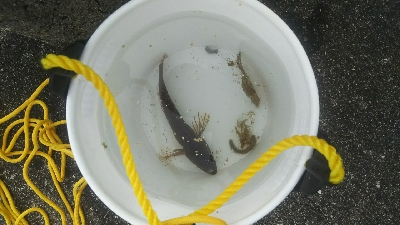 釣大会に参加しました