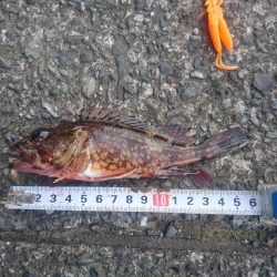 カサゴ ワームゲーム