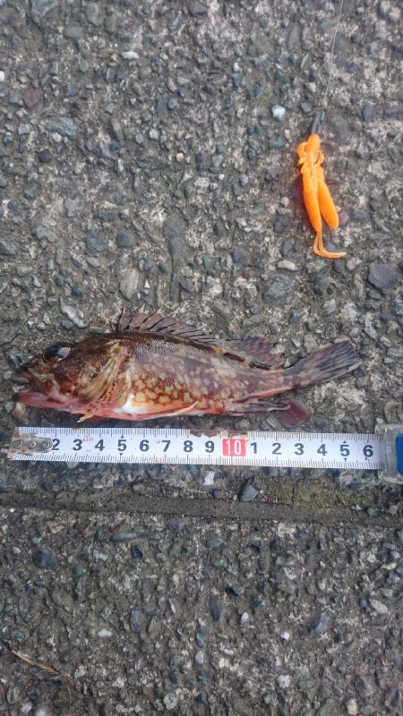 カサゴ ワームゲーム