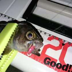 ラインセレクト