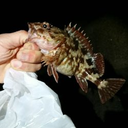 釣り部 釣行記 12