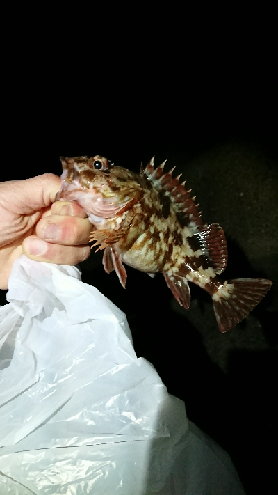 釣り部 釣行記 12