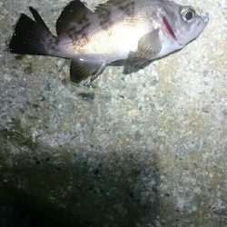 渋くなってきた