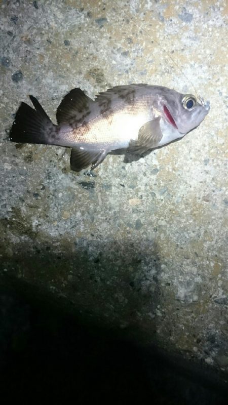 渋くなってきた