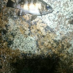 雨でもやりまっせ！