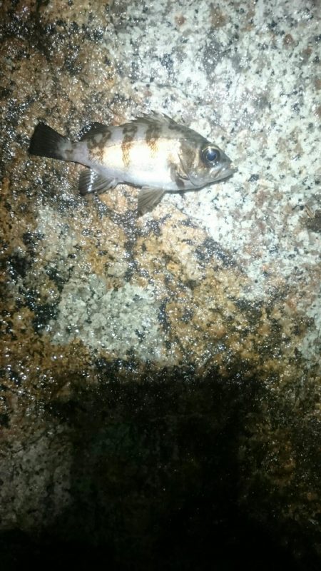 雨でもやりまっせ！