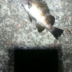 渋々メバリング