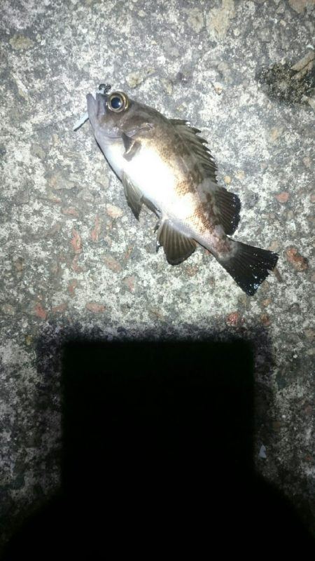 渋々メバリング