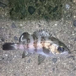 渋い状況でした。