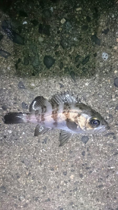 渋い状況でした。