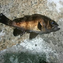 極寒メバリング