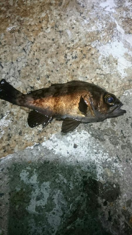 極寒メバリング