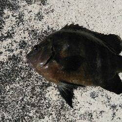 シマスズメダイ