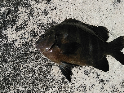 シマスズメダイ