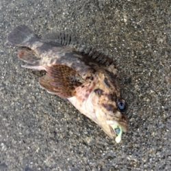 大晦日メバリング