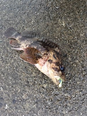 大晦日メバリング