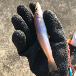 年末越冬キス釣り