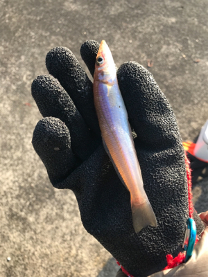 年末越冬キス釣り