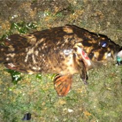 新年初釣行はゲストから…