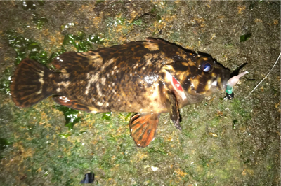 新年初釣行はゲストから...