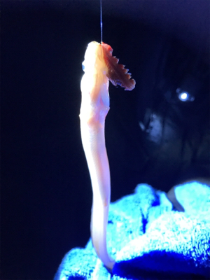 初めて山口県で釣り