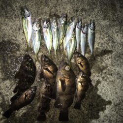 元旦からメバリングアジング